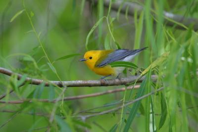 Prothonotary Warbler IV
