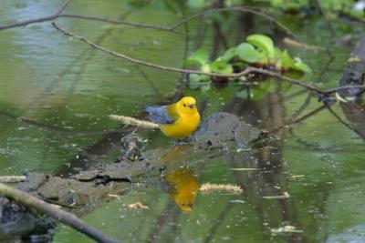 Prothonotary Warbler VI