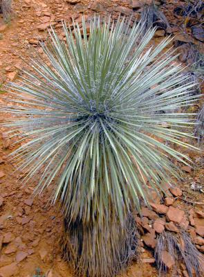 Arizona flora....