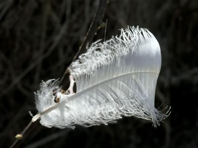 Feather Entangled on a Branch