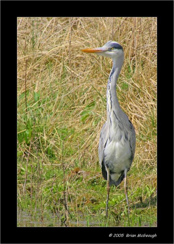 heron.jpg