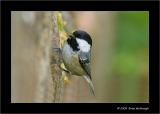 coal tit.jpg