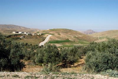Olive Grove along the King's Highway north of Wadi Musa