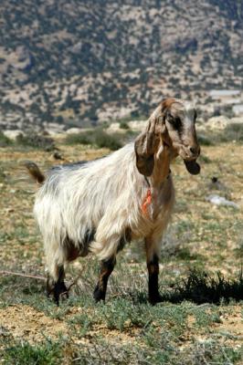 A goat, Jordan