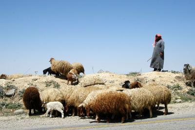 Sheep and shepherd near Dana