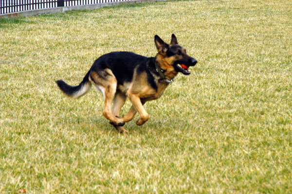 A police dog playing fetch