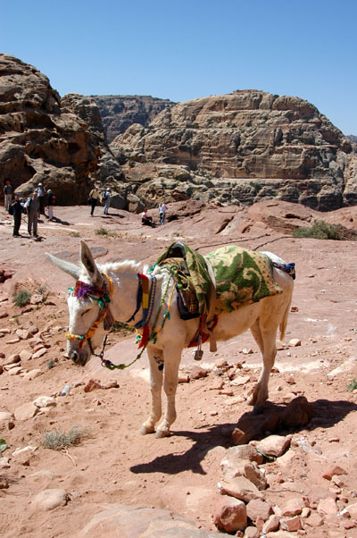 Highland Taxi, Petra