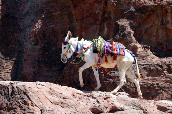 Donkey on the trial in Petra