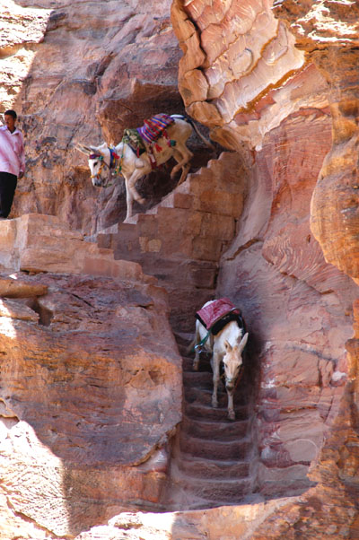 Donkeys descending steep stairs