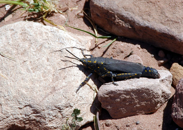 Big bug, Petra