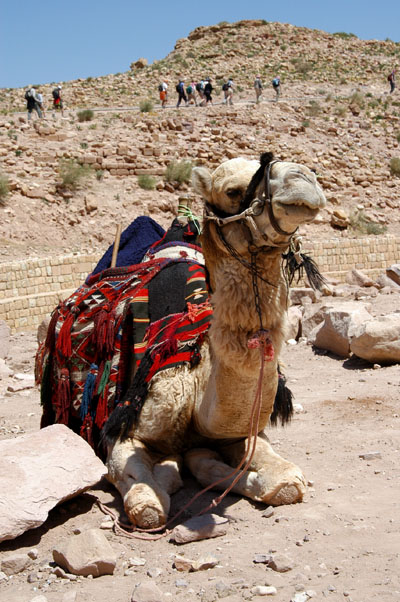 Camel, Petra