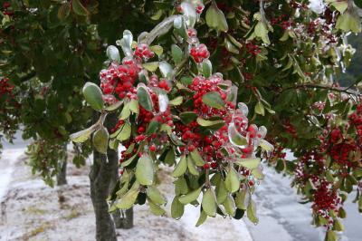 tree ripened, frozen berries