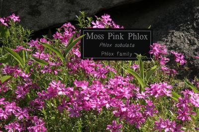 Moss Pink Phlox
