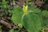 Yellow Toadshade