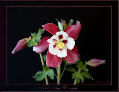 columbine blossom_IMG_8293.jpg