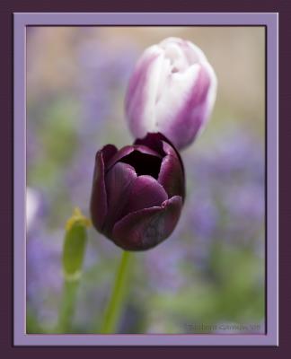 purple blk tulip IMG_8792 copy.jpg