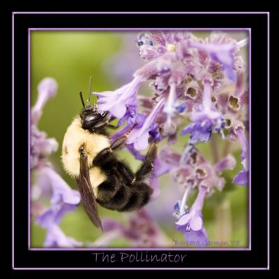 The PollinatorIMG_8760 copy.jpg