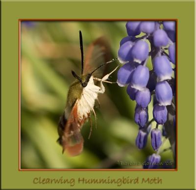 Snowberry Clearwing male hummingbird moth IMG_8462 copy.jpg