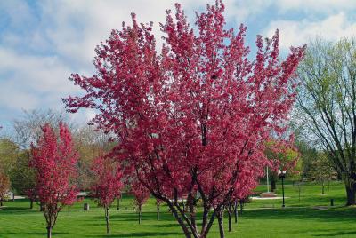 The Glories of Spring