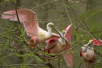 Roseate Spoonbill Threesome.jpg