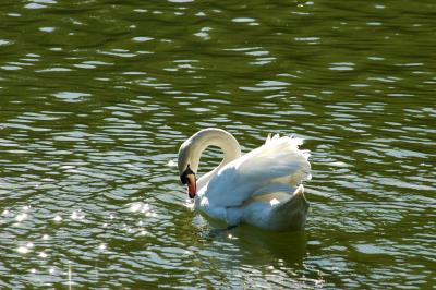 swan.jpg