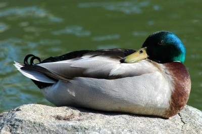nature 060.jpg
