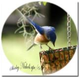 Blue bird snack.jpg