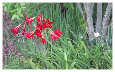Saint Joseph Lily_0360
