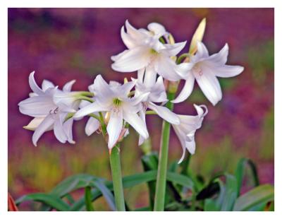 Clump of Crinums_0373