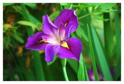 Iris_0414