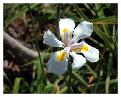 Butterfly Iris_0480