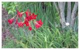 Saint Joseph Lily_0360