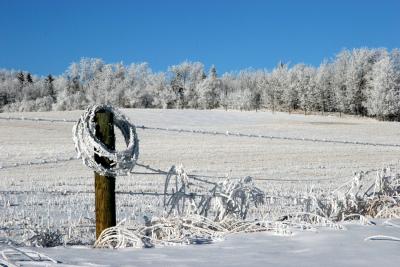 Frosty Morning