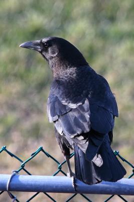 Crow