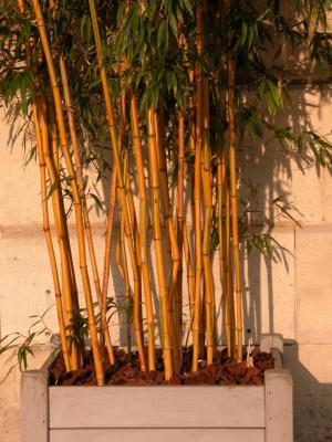 Bamboo planter