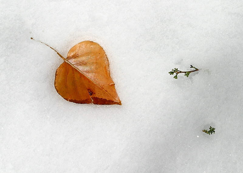 Leaf on Snow, Near Convict Lake