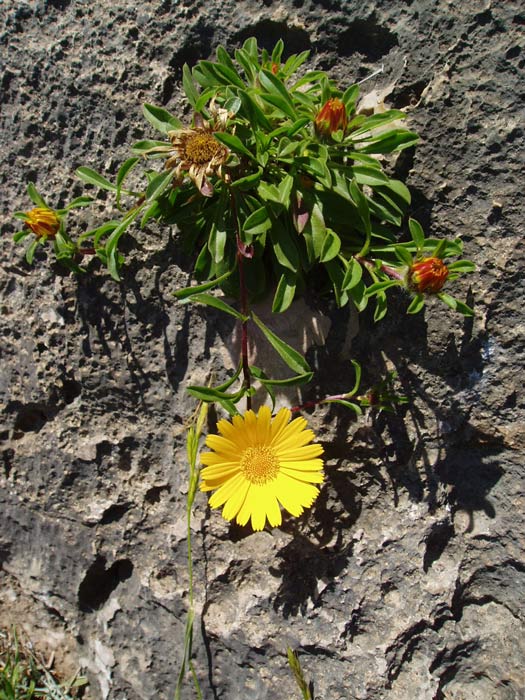 2005 Costa Blanca flora on limestone