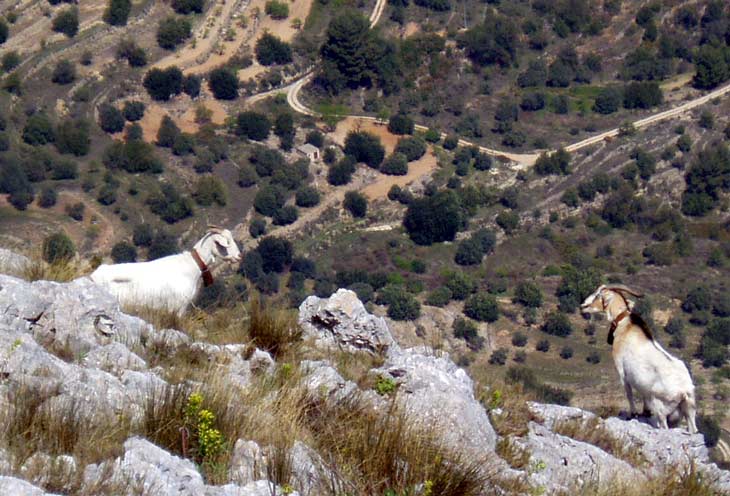 2005 Costa Blanca bernia goats