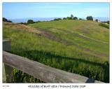 Hillsides of Purple Bird Vetch blossoms