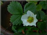 First Strawberry blossom