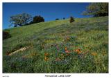 Hillside of Poppies and Lupine at Horseshoe Lake OSP