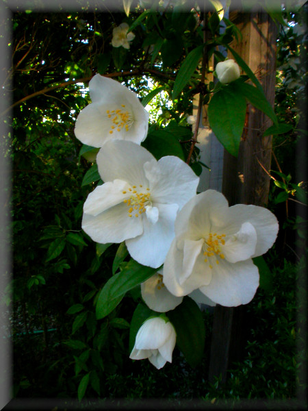 Philadelphius blossoms from the yard