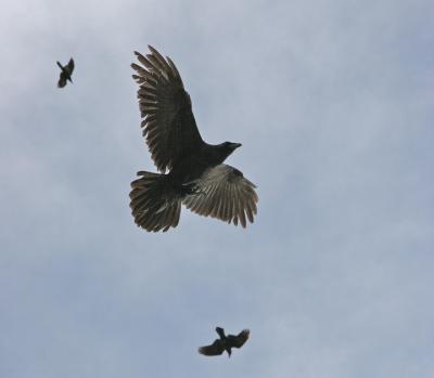 Raven in for landing