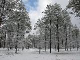 Woods after an overnight snowfall