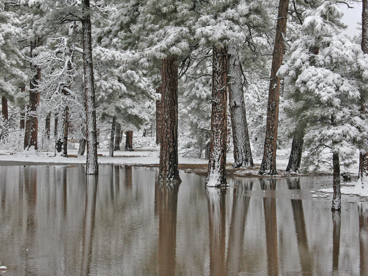 Pond reflections 2