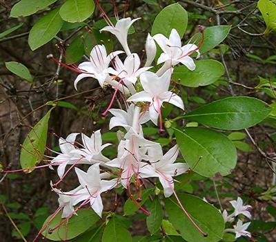 late-blooming R. arborescens