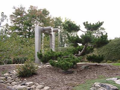 fountain, Pinus thunbergiana (Japanese Black Pine)