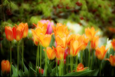 Zoo Tulips.jpg