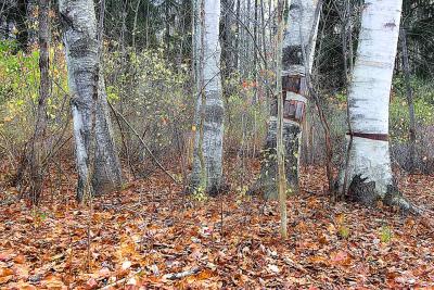 Four Birches.jpg