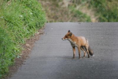 Fox